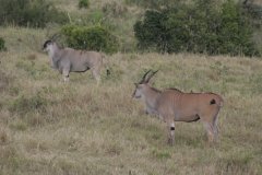 22-Spiesbok or oryx